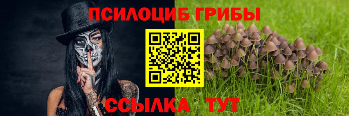 Псилоцибиновые грибы Cubensis Верхняя Пышма